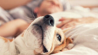 Perro mestizo duerme con su dueño