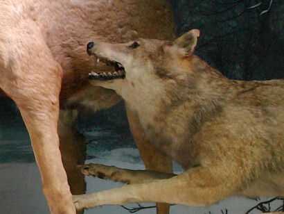 Stag attacked by wolves. Courtesy of Grigore Antipa National Museum of Natural History
