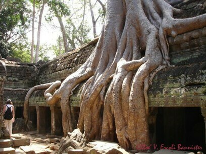 Le radici secolari dei ficus strangolatori.  Ph Chloé Violeta Ercoli Bannister