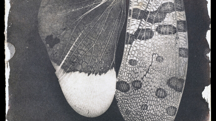 Insect Wings, c.1840, William Henry Fox Talbot © National Media Museum, Bradford / SSPL