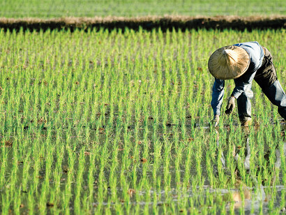 Rice cultivation in China