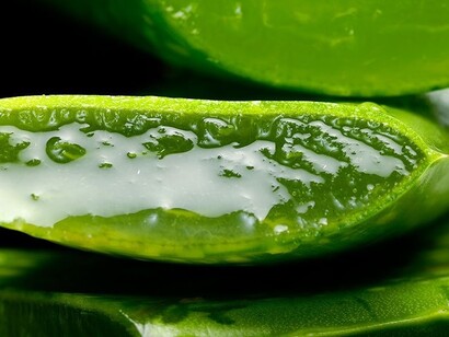 Aloe vera