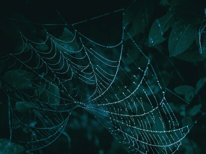 The spider’s web mirrors the quiet architecture of youth and self-doubt