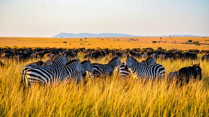 Herds of zebras and wildebeest moving across Kenya’s open savannah, signifying the powerful ecological heritage that supports the tourism economy