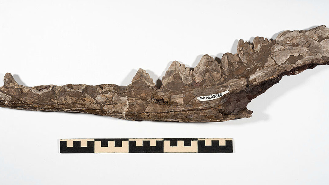 Fossil Mammals. Courtesy of Museum für Naturkunde