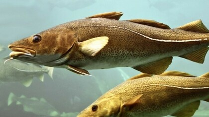 Ejemplares de Skrei en el mar