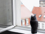 Zarouhie Abdalian, a caveat, a decoy, 2014, window, sound, and owl decoy, dimensions variable, detail view
