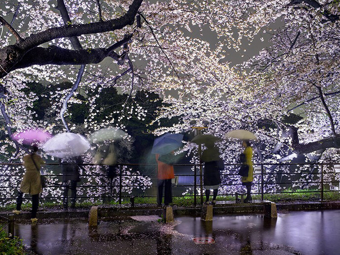 Hanami #5, Chidorigafuchi, Thursday April 3rd, 2014, Tokyo (TV14605), 2014 ©Matthew Pillsbury / Courtesy of Benrubi Gallery, NYC