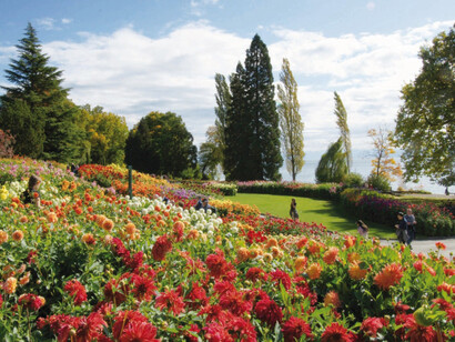 Fioriture di dalie. Foto Enzo Valenti