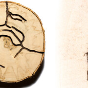 Bark Beetle Calligraphy. Courtesy of Florida Museum of Natural History