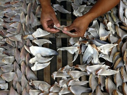Shark fins