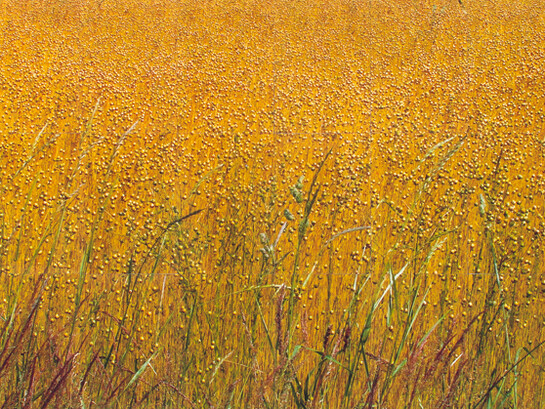 Roderick Coyne, Half the Seed, crop near Fricourt, photographic print, 84 x 163 cm, 2015 
