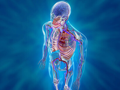 Sistema cardiovascular humano