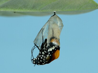 A metamorfose da lagarta à borboleta