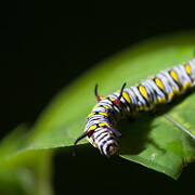 Ecogarden. Courtesy of Science Centre