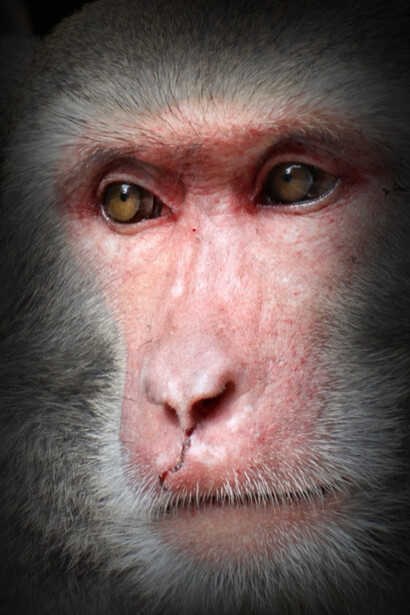 Il macaco del giappone e è invece principalmente folivoro