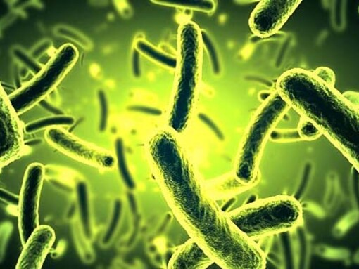 Microbes exogènes et pathogènes