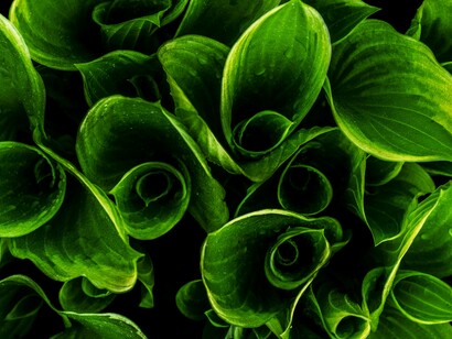 La métaphore, l’analogie et l’anthropomorphisme sont d’une importance suprême pour la connaissance et la compréhension