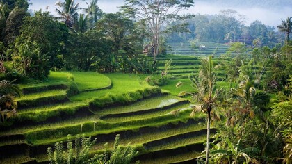 Bali rice fields