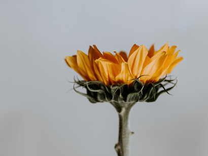 Girasole. Cos’hai tra le mani?