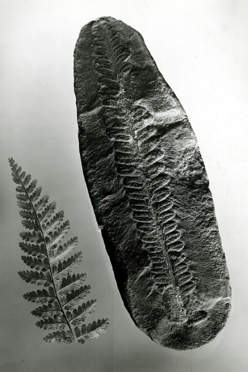 Photography as Art and Social History. Courtesy of Be-hold