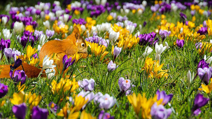 Primavera, il risveglio