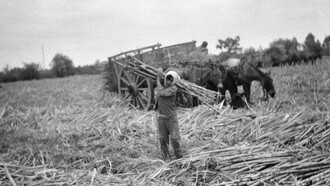 Vista de un niño de unos doce años cargando cañas de azúcar sobre su hombro. Detrás se observa un carro tirado por mulas que transportaba caña cortada. Tucumán, Argentina, octubre de 1968