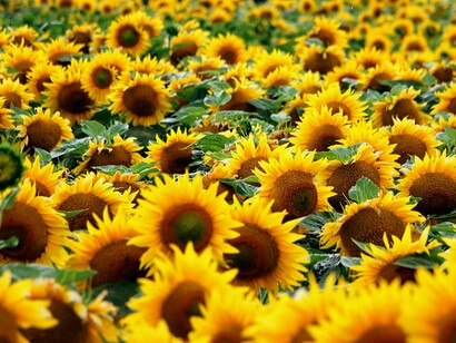 Sunflower fields brighten the Midwest landscape with iconic golden hues