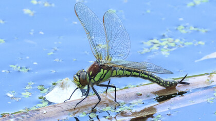 Hairy Dragonfly female © Gehan de Silva Wijeyeratne