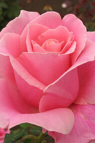 Il profumo della Rosa