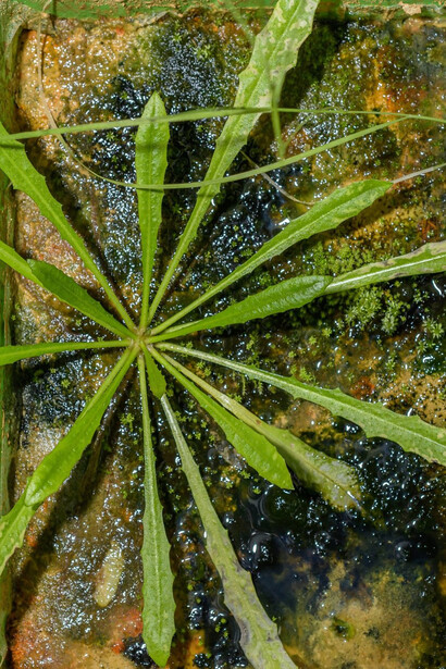 Cultures de poussières. Des mousses, des fougères, des plantes à fleurs, des cyanobactéries apparaissent et grandissent