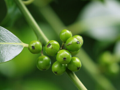 Holly berries ripen to red in autumn © Gehan de Silva Wijeyeratne