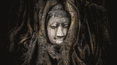 Cabeza de una estatua de Buda de arenisca. Se encuentra entre las raíces de un árbol junto a las capillas menores de Wat Maha That, Phra Nakhon Si. El templo es una de las atracciones fotográficas más populares de Ayutthaya. Patrimonio de la Humanidad por la UNESCO, antigua capital de Siam, provincia de Ayutthaya, Tailandia.
