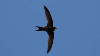 Swifts have aerodynamic shapes for a life on the wing © Gehan de Silva Wijeyeratne