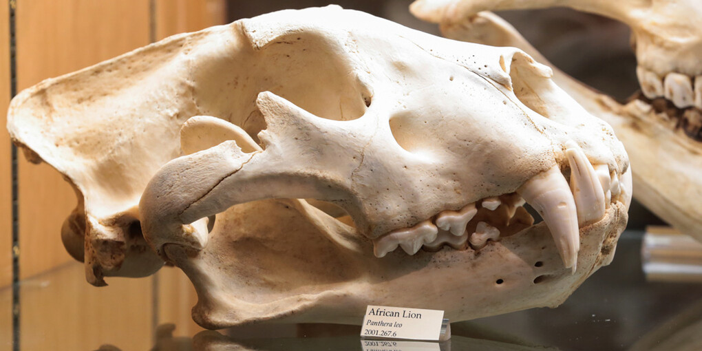 Natural Mysteries. Courtesy of Museum of Science 