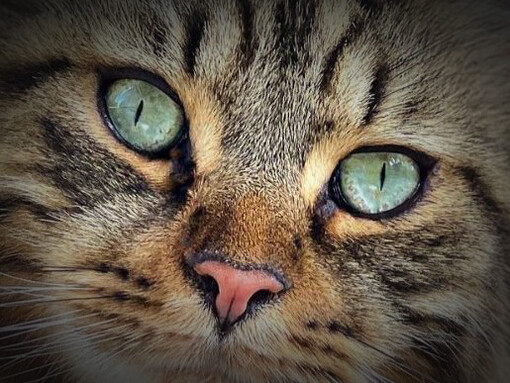 Acercamiento a la cara de un gato