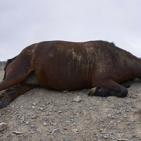 Force Majeure. Courtesy of Eli Klein Gallery 