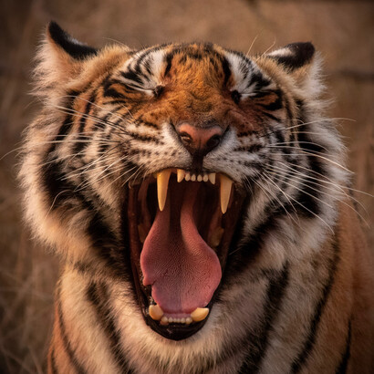 Another animal is being born