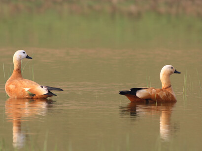Ruddy Shelducks allow a close approach on river safaris © Gehan de Silva Wijeyeratne