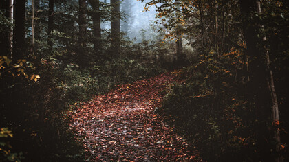 A trail of dry leaves in the forest, showing the path to be discovered