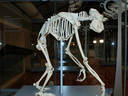 Minerales, Fósiles y Evolución Humana. Courtesy of Museo Nacional de Ciencias Naturales