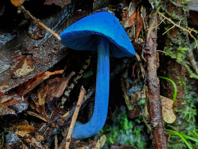 «Entoloma hochstetteri» es común en los bosques de toda Nueva Zelanda, donde crece en el suelo entre la hojarasca