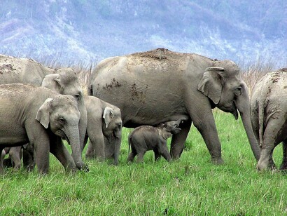 Elephant routes are threatened by 'development' projects across India, projects that NAPM challenges @ Ashish Kothari