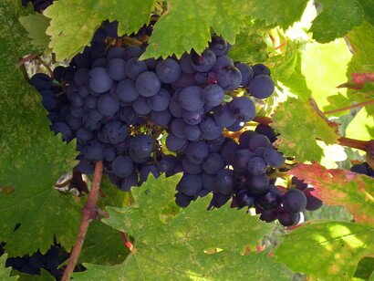 Amarone vineyard