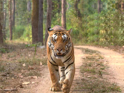 Running tiger