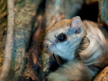 Écureuils volants. Courtesy of Science Nord
