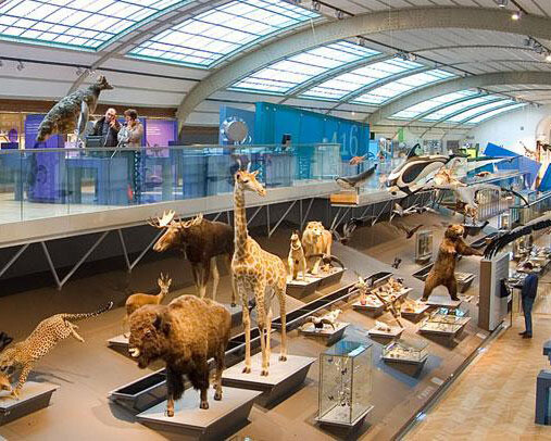 Gallery of Evolution. Courtesy of Royal Belgian Institute of Natural Sciences