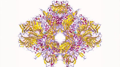 Bêta-galactosidase. Un double fait intrigue Jacques Monod : sans lactose dans le milieu, la β-G-ase n’est pas présente dans la bactérie ; lorsqu’on ajoute le lactose, il faut un certain délai pour que la β-G-ase apparaisse