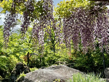 Hanging wisteria in spring © Alma Reyes