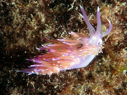 Flabellina Affinis
